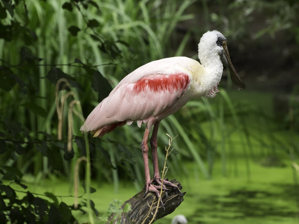 birds at a lake